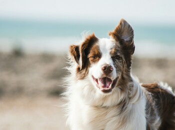 A happy, fluffy dog stands outdoors with a blurred beach background, ears perked and mouth open.