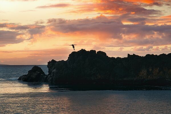 A bird flying above rocky cliffs during a vibrant sunset over the ocean, with a mix of orange, pink, and purple hues in the sky.