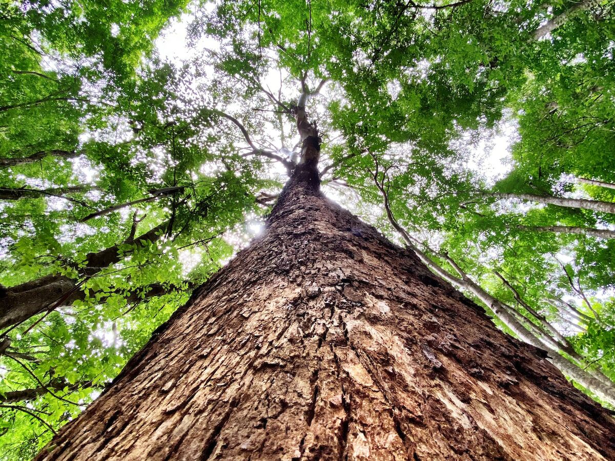 A towering tree viewed from the base, looking up at the thick trunk and lush green canopy of leaves above, reaching towards the sky.